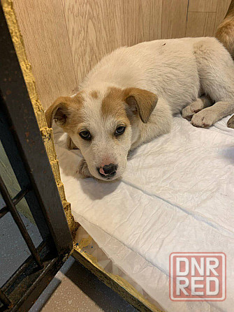 Щенки в добрые руки! Срочно! Донецк - изображение 1