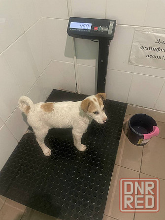 Щенки в добрые руки! Срочно! Донецк - изображение 7