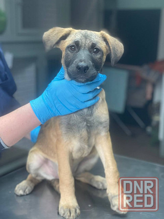 Щенки в добрые руки! Срочно! Донецк - изображение 5