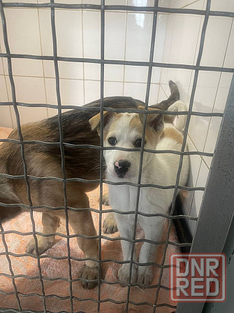 Щенки в добрые руки! Срочно! Донецк - изображение 6