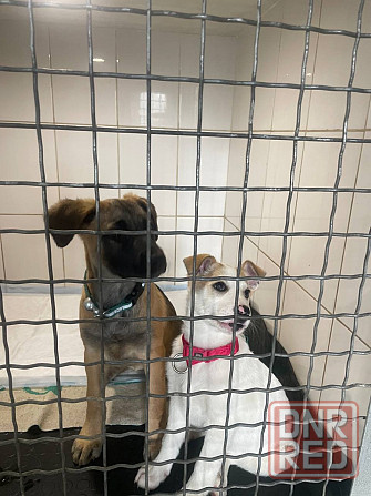 Щенки в добрые руки! Срочно! Донецк - изображение 4