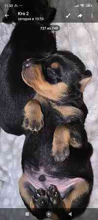 Продам щенков цвергпинчера Донецк