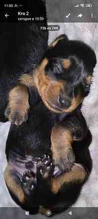 Продам щенков цвергпинчера Донецк