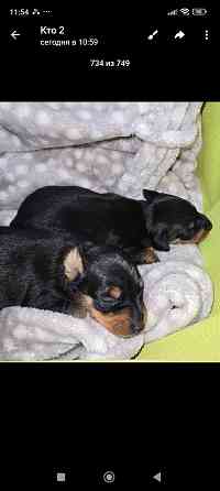 Продам щенков цвергпинчера Донецк