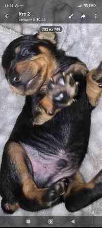 Продам щенков цвергпинчера Донецк