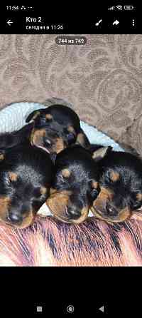 Продам щенков цвергпинчера Донецк