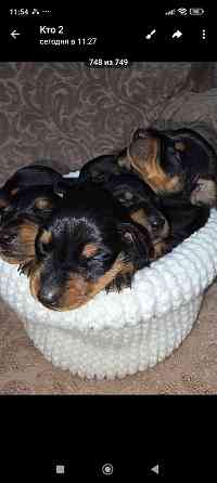 Продам щенков цвергпинчера Донецк