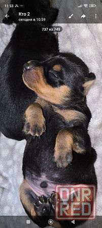 Продам щенков цвергпинчера Донецк - изображение 2