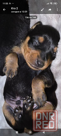 Продам щенков цвергпинчера Донецк - изображение 1