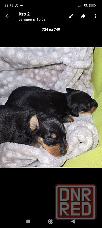 Продам щенков цвергпинчера Донецк - изображение 6