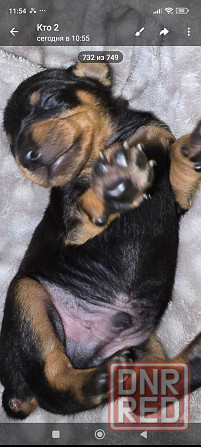 Продам щенков цвергпинчера Донецк - изображение 5