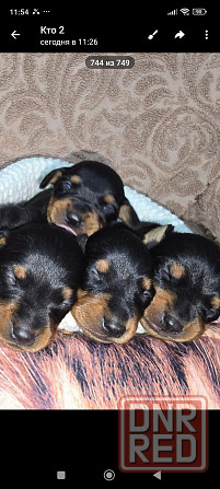 Продам щенков цвергпинчера Донецк - изображение 4