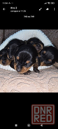 Продам щенков цвергпинчера Донецк - изображение 8