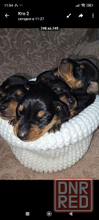 Продам щенков цвергпинчера Донецк - изображение 3