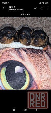 Продам щенков цвергпинчера Донецк - изображение 7