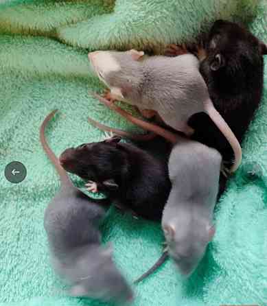 Грызуны , крысята - разного окраса , возраста Макеевка