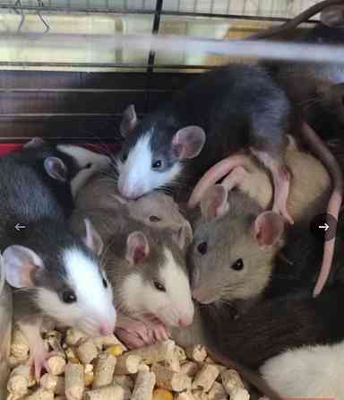 Грызуны , крысята - разного окраса , возраста Макеевка