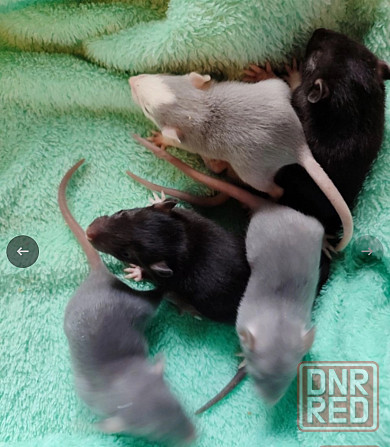 Грызуны , крысята - разного окраса , возраста Макеевка - изображение 2