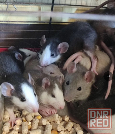 Грызуны , крысята - разного окраса , возраста Макеевка - изображение 1