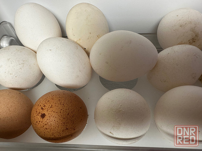 Яйца домашние Макеевка - изображение 1