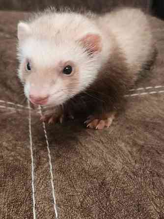 Хорьки Донецк