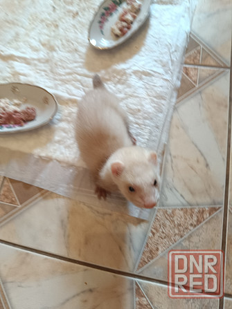 Хорьки Донецк - изображение 2