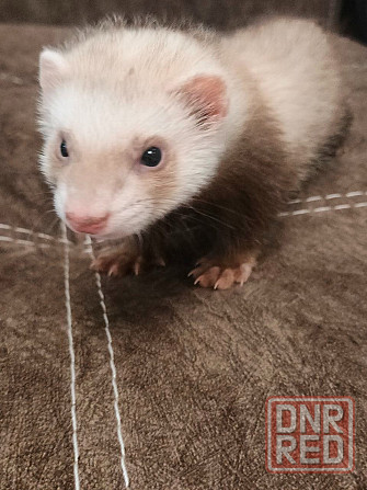 Хорьки Донецк - изображение 1