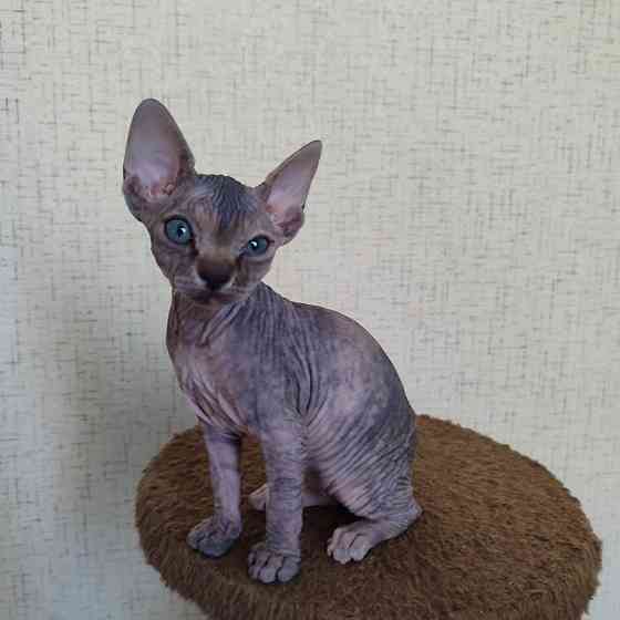 Сфинкс Макеевка