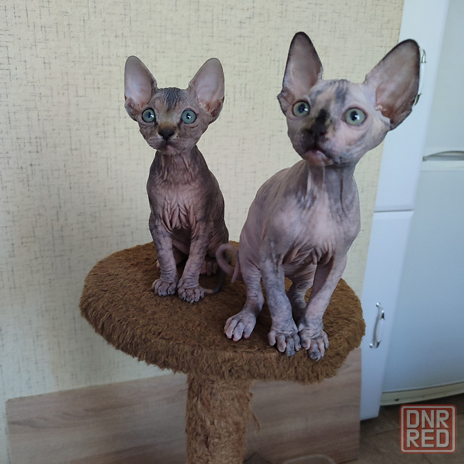 Сфинкс Макеевка - изображение 1