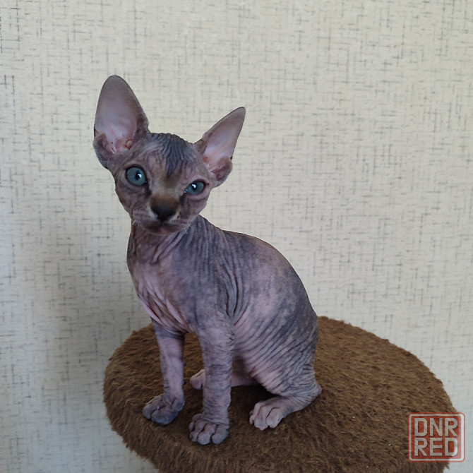 Сфинкс Макеевка - изображение 2