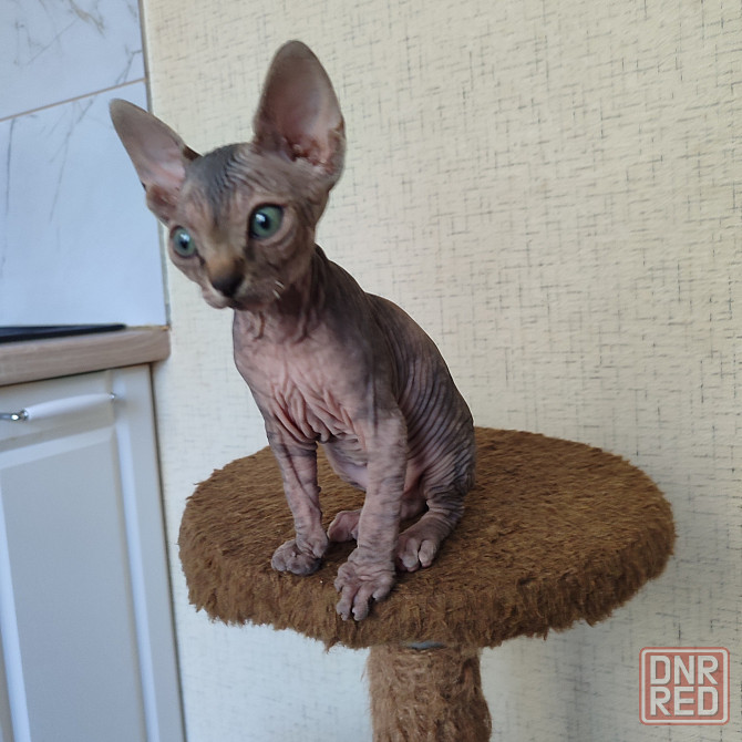 Сфинкс Макеевка - изображение 3