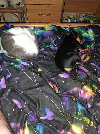 Щенок Цвергпинчер Заперевальная Донецк