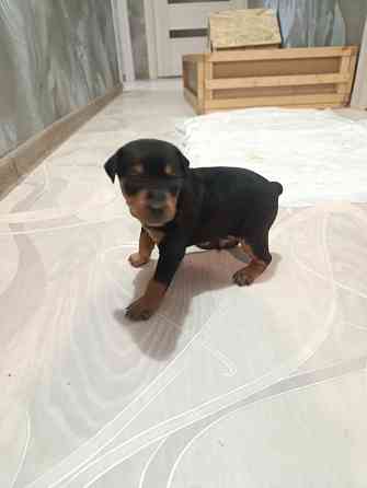 Щенки Цвергпинчер Заперевальная Донецк