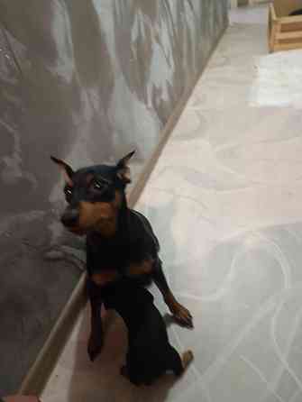 Щенки Цвергпинчер Заперевальная Донецк