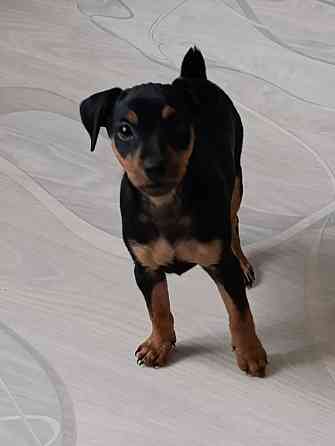 Щенки Цвергпинчер Заперевальная Донецк
