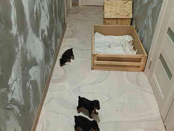 Щенки Цвергпинчер Заперевальная Донецк