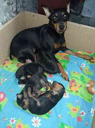 Щенки Цвергпинчер Заперевальная Донецк
