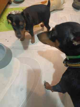 Щенки Цвергпинчер Заперевальная Донецк