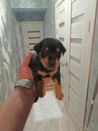 Щенки Цвергпинчер Заперевальная Донецк