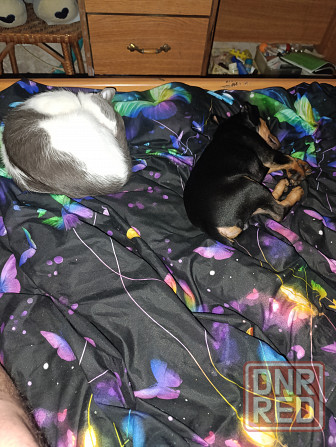 Щенок Цвергпинчер Заперевальная Донецк - изображение 3