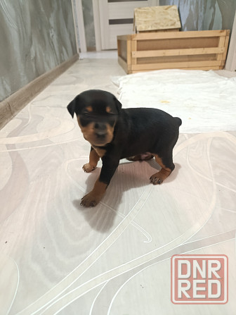 Щенки Цвергпинчер Заперевальная Донецк - изображение 1