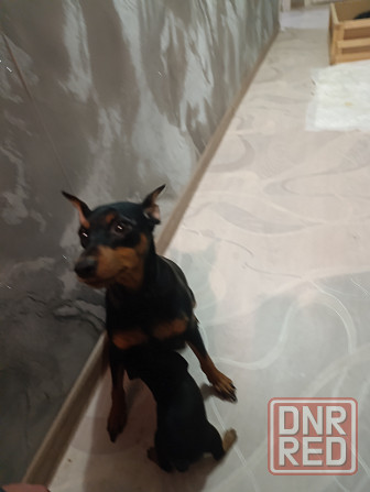 Щенки Цвергпинчер Заперевальная Донецк - изображение 5