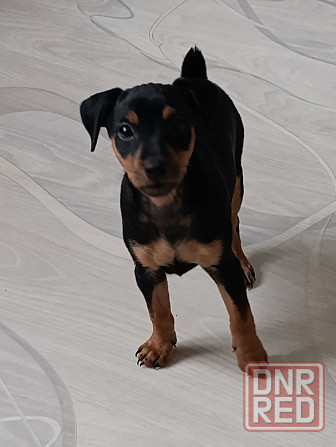 Щенок Цвергпинчер Заперевальная Донецк - изображение 1