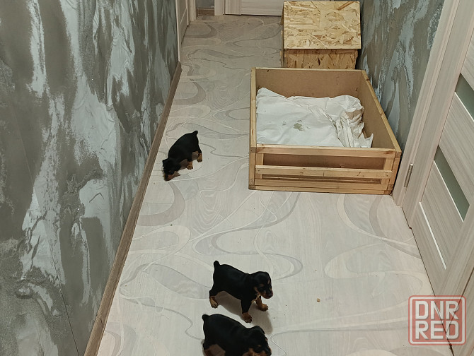 Щенки Цвергпинчер Заперевальная Донецк - изображение 4