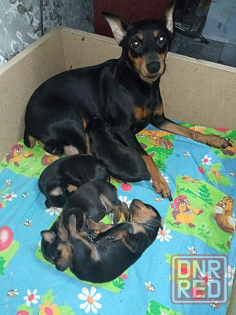 Щенки Цвергпинчер Заперевальная Донецк - изображение 3