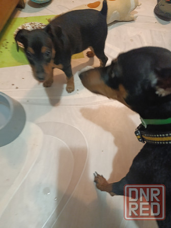 Щенок Цвергпинчер Заперевальная Донецк - изображение 2