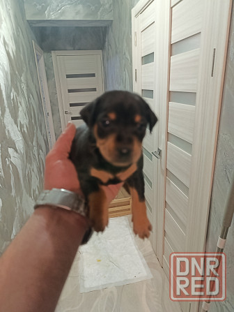Щенки Цвергпинчер Заперевальная Донецк - изображение 2