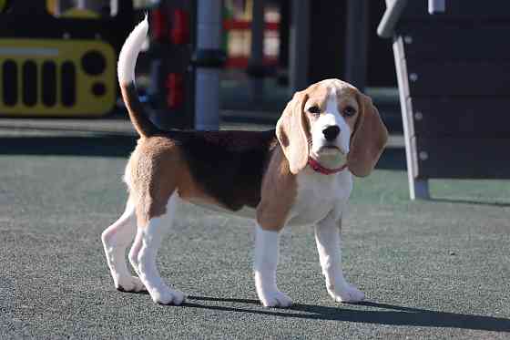 Биглюши в питомнике! Мариуполь