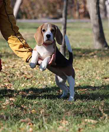 Биглюши в питомнике! Мариуполь