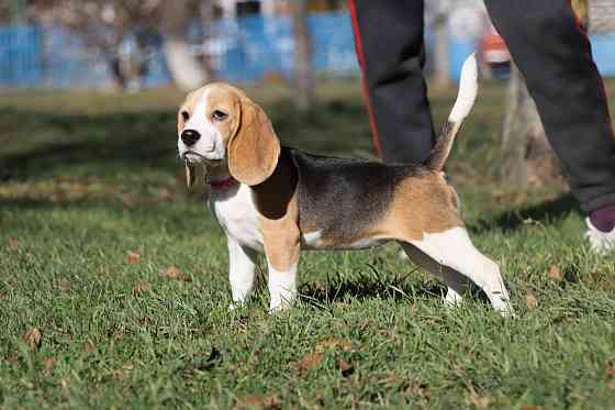 Биглюши в питомнике! Мариуполь